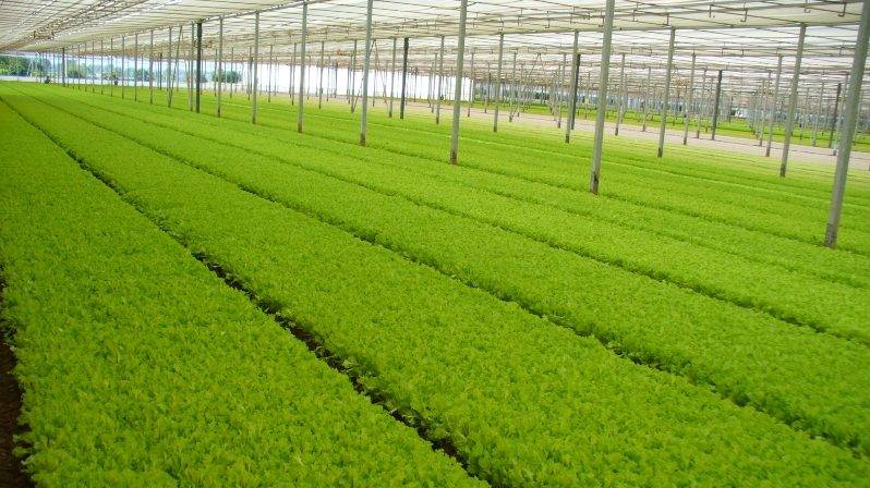 Arrigoni|PRISMA_Fresh-cut_low|PRISMA HDF_Vitrosele_low|Arrigoni-indic-mallas